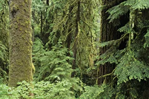 USA, Olympic National Park; Washington State, Quinault Rainforest, Old Growth Of Spruce And Hemlock Fir USA, Olympic National Park; Washington State, Quinault Rainforest, Old Growth Of Spruce And Hemlock Fir