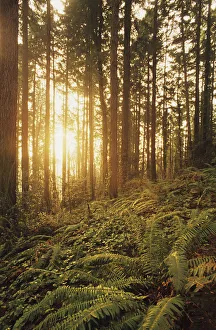 USA, Oregon, Ferns And Ivy; Portland, Warm Sunlight Shining Through Fir Trees, Wildwood Trail USA, Oregon, Ferns And Ivy; Portland, Warm Sunlight Shining Through Fir Trees, Wildwood Trail