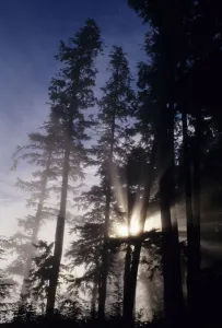USA, Oregon, Sunlight Filtering Through Tall Fir Trees; Cape Perpetua, Siuslaw National Forest USA, Oregon, Sunlight Filtering Through Tall Fir Trees; Cape Perpetua, Siuslaw National Forest