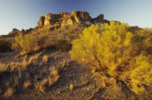USA, Rocky Plateau And Desert Plant In Afternoon Sunlight; New Mexico USA, Rocky Plateau And Desert Plant In Afternoon Sunlight; New Mexico
