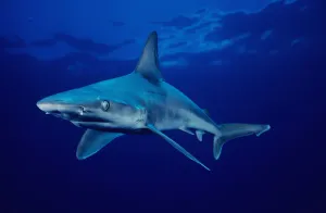 USA, Sandbar Shark (Carcharhinus Plumbeus) in clear blue water near surface; Hawaii Islands USA, Sandbar Shark (Carcharhinus Plumbeus) in clear blue water near surface; Hawaii Islands
