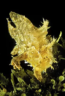 Images Dated 20th April 2007: USA, Sargasumfish (Histiro histiro) on floating sargasum weed in Pacific ocean; Hawaii