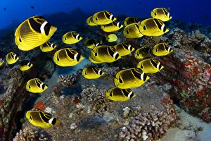 USA, School of Raccoon Butterflyfish (Chaetodon Lunula); Hawaii USA, School of Raccoon Butterflyfish (Chaetodon Lunula); Hawaii