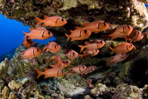 USA, School of Shoulderbar Soldierfish (Myripristis Kuntee); Hawaii USA, School of Shoulderbar Soldierfish (Myripristis Kuntee); Hawaii