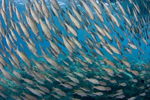 USA, School of Yellowfin Goatfish (Mulloidichthys Vanicolensis); Hawaii USA, School of Yellowfin Goatfish (Mulloidichthys Vanicolensis); Hawaii