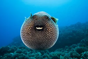 USA, Spotted Pufferfish (Arothron Meleagris) Expanded Floating In Blue Ocean; Hawaii Islands USA, Spotted Pufferfish (Arothron Meleagris) Expanded Floating In Blue Ocean; Hawaii Islands
