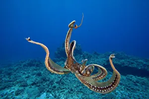 USA, tentacles outstretched over reef; Hawaii, Day Octopus (Octopus Cyanea) USA, tentacles outstretched over reef; Hawaii, Day Octopus (Octopus Cyanea)