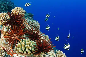 USA, Typical Hawaiian Reef Scene; Hawaii Islands, Pennant Bannerfish (Heniochus Chrysostomus) USA, Typical Hawaiian Reef Scene; Hawaii Islands, Pennant Bannerfish (Heniochus Chrysostomus)