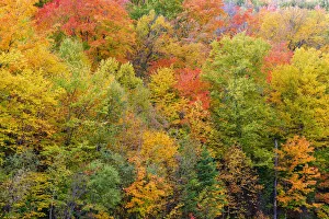 Vibrant autumn colours in the Laurentians of Quebec, Canada Vibrant autumn colours in the Laurentians of Quebec, Canada