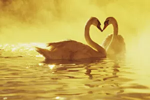 Images Dated 17th September 1998: View of two African Swans at sunset, studio set, Hollywood, CA