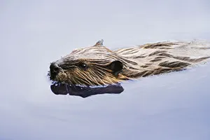 View Of Beaver, Chaudiere-Appalaches Region., Quebec, Canada View Of Beaver, Chaudiere-Appalaches Region., Quebec, Canada