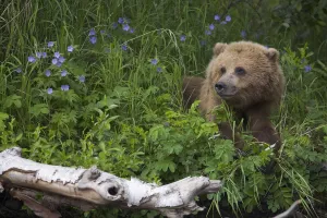 View Of Brown Bear Resting In A Patch Of Wild Geraniums, Russian River, Kenai Peninsula View Of Brown Bear Resting In A Patch Of Wild Geraniums, Russian River, Kenai Peninsula