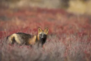 View Of Cross Fox Standing Amongst Blueberry Bushes And Fall Foliage, Denali National Park View Of Cross Fox Standing Amongst Blueberry Bushes And Fall Foliage, Denali National Park
