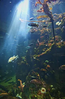 View Of Fish In An Aquarium In The San Francisco Academy Of Science; California United States Of America View Of Fish In An Aquarium In The San Francisco Academy Of Science; California United States Of America