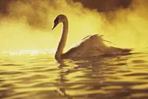 Images Dated 19th September 1998: View of single white African Swan in water