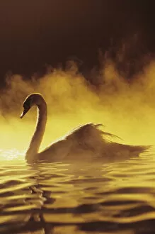 Images Dated 19th September 1998: View of Single White African Swan in water