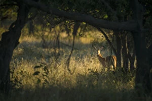 Liwonde Collection: Wary Impala (Aepyceros Melampus) Looking Through Bushes At Dawn, Liwonde National Park; Malawi