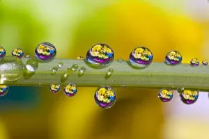 Images Dated 10th May 2007: Water Drops On A Flower Stem