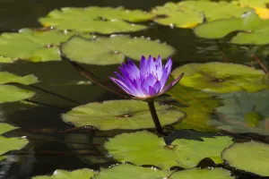 Water Lily In The Bethesda Fountain In Central Park, New York City, New York, United States Water Lily In The Bethesda Fountain In Central Park, New York City, New York, United States