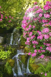Waterfall in Crystal Springs Rhododendron Gardens in Portland, Oregon, USA Waterfall in Crystal Springs Rhododendron Gardens in Portland, Oregon, USA