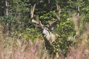 Waterton National Park, Alberta, Canada; Deer In A Mountain Meadow Waterton National Park, Alberta, Canada; Deer In A Mountain Meadow