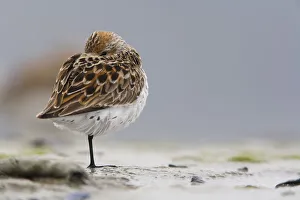 Western Sandpiper Roosting On Mud Flats Of Hartney Bay During Spring Migration Western Sandpiper Roosting On Mud Flats Of Hartney Bay During Spring Migration