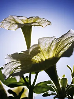 White Petunias, Sunlight Shining Through Blossoms Reaching Toward Sky White Petunias, Sunlight Shining Through Blossoms Reaching Toward Sky