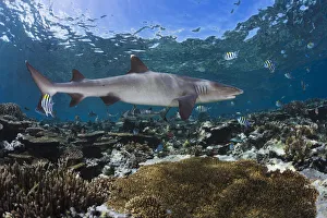 A Whitetip Reef Shark (Triaenodon Obesus) Cruises A Shallow Reef, With Blacktip Reef Sharks (Carcharhinus Melanopterus) A Whitetip Reef Shark (Triaenodon Obesus) Cruises A Shallow Reef, With Blacktip Reef Sharks (Carcharhinus Melanopterus)