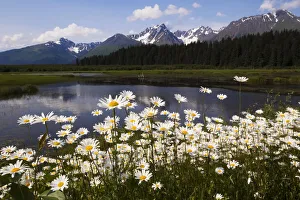 Wild Daisies Colour The Roadside Near Mile 1 Of Nash Road Near Seward In South-Central Wild Daisies Colour The Roadside Near Mile 1 Of Nash Road Near Seward In South-Central