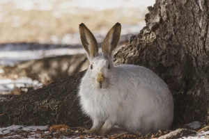 Wild Prairie Hare/White-Tailed Jack Rabbit (Lepus Townsendii) In Winter Fur At The Foot Of A Spruce Tree; Edmonton Wild Prairie Hare/White-Tailed Jack Rabbit (Lepus Townsendii) In Winter Fur At The Foot Of A Spruce Tree; Edmonton