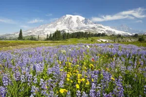 Wildflowers In Paradise Park With Mount Rainier In The Background Wildflowers In Paradise Park With Mount Rainier In The Background