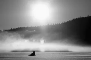 Wolf Basking In Sunlight Near Juneau. Winter In The Tongass National Forest Of Southeast Wolf Basking In Sunlight Near Juneau. Winter In The Tongass National Forest Of Southeast