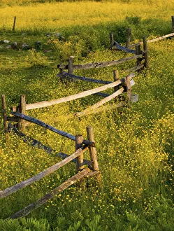 A Wooden Rail Fence Surrounded By Yellow Wildflowers; Fulford, Quebec, Canada A Wooden Rail Fence Surrounded By Yellow Wildflowers; Fulford, Quebec, Canada