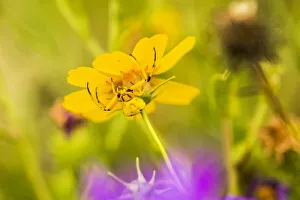 Yellow Crab Spider on yellow blossom, Arizona, USA Yellow Crab Spider on yellow blossom, Arizona, USA