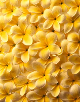Yellow Plumeria Flowers With Water Droplets, Spread Out Flat, Background A22C Yellow Plumeria Flowers With Water Droplets, Spread Out Flat, Background A22C