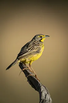 Yellow-throated longclaw in profile on dead branch Yellow-throated longclaw in profile on dead branch
