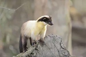 Yellow-throated Marten (Martes flavigula) Standing on Tree, Bavaria, Germany Yellow-throated Marten (Martes flavigula) Standing on Tree, Bavaria, Germany