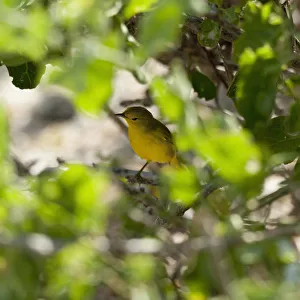 Yellow Warbler (Dendroica Petechia); Galapagos, Equador Yellow Warbler (Dendroica Petechia); Galapagos, Equador