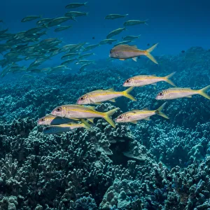 Yellowfin Goatfish (Mulloidichthys Vanicolensis) Schooled Off The Kona Coast; Kona, Island Of Hawaii, Hawaii Yellowfin Goatfish (Mulloidichthys Vanicolensis) Schooled Off The Kona Coast; Kona, Island Of Hawaii, Hawaii
