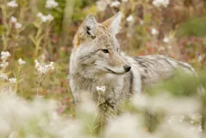 Young Coyote (Canis Latrans) In A Forest; Alberta, Canada Young Coyote (Canis Latrans) In A Forest; Alberta, Canada