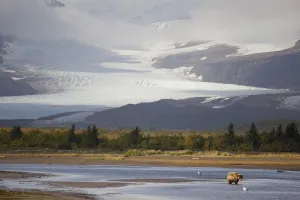 Young Grizzly Fishing At Hallo Bay, Katmai National Park, Alasaka Young Grizzly Fishing At Hallo Bay, Katmai National Park, Alasaka