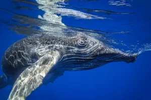 Young Humpback Whale (Megaptera novaeangliae) underwater; Hawaii, United States of America Young Humpback Whale (Megaptera novaeangliae) underwater; Hawaii, United States of America