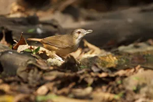Abbotts Babbler (Malacocincla abbotti), Kaeng Krachan, Thailand Abbotts Babbler (Malacocincla abbotti), Kaeng Krachan, Thailand