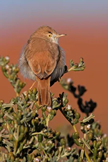 African Desert Warbler (Sylvia deserti), Erfoud-Merzouga, Morocco African Desert Warbler (Sylvia deserti), Erfoud-Merzouga, Morocco