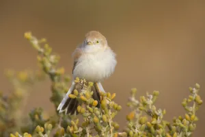 African Desert Warbler (Sylvia deserti), Morocco African Desert Warbler (Sylvia deserti), Morocco