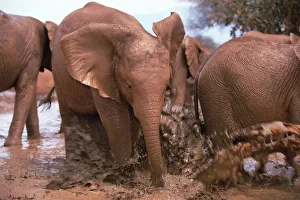 African Elephant (Loxodonta africana) orphan, Natumi, charging and playing in mud bath African Elephant (Loxodonta africana) orphan, Natumi, charging and playing in mud bath