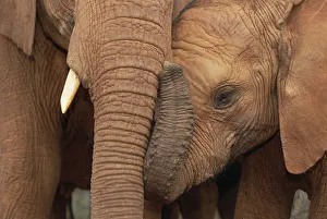 African Elephant (Loxodonta africana) orphans, Malalka with Natumi, David Sheldrick Wildlife Trust African Elephant (Loxodonta africana) orphans, Malalka with Natumi, David Sheldrick Wildlife Trust