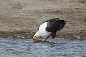 African Fish Eagle (Haliaeetus vocifer) drinking, Queen Elizabeth National Park, Uganda African Fish Eagle (Haliaeetus vocifer) drinking, Queen Elizabeth National Park, Uganda
