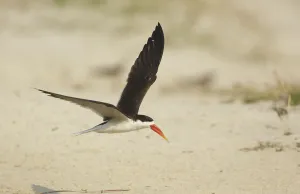 African Skimmer (Rynchops flavirostris) flying, Chobe, Botswana African Skimmer (Rynchops flavirostris) flying, Chobe, Botswana
