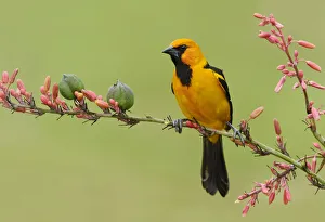Altamira Oriole (Icterus gularis), Texas, USA Altamira Oriole (Icterus gularis), Texas, USA
